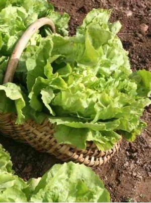Scarole blanchie Bio de France -la pièce Scarole blanchie Bio de France -la pièce