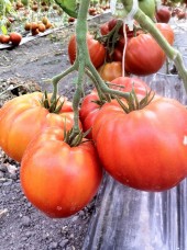 Tomate coeur de Boeuf Bio de France-500g