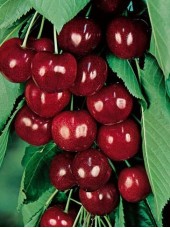 Cerise Bio France -500g (cal 26 mm)