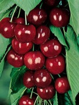 Cerise Bio France -500g (cal 26 mm)