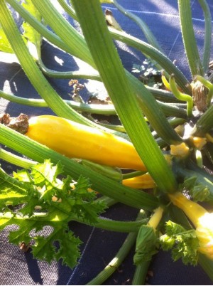 Courgettes jaunes Bio de Moselle France -500g Courgettes jaunes Bio de Moselle France -500g