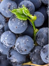 Raisin Muscat de Hambourg Bio France -500g