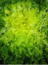 Salade Frisée blanchie Bio de France- la pièce