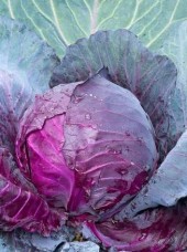 Chou Rouge Bio France-le kg