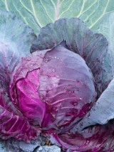Chou Rouge Bio France-le kg