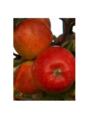 Pomme Reine des reinettes Bio d'Alsace France - 1kg Pomme Reine des reinettes Bio d'Alsace France - 1kg