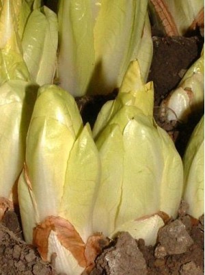 Endive pleine terre de Moselle France- 500g Endive pleine terre de Moselle France- 500g