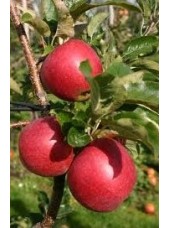 Pomme nouvelle Santana Bio Alsace France - 1kg (juteuse acidulée)