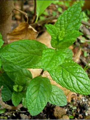 Menthe origine France - la botte Menthe origine France - la botte