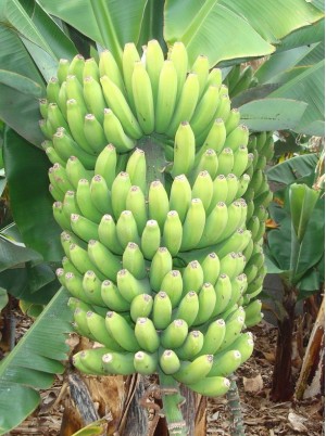 Banane extra de la Martinique - le kg Banane extra de la Martinique - le kg