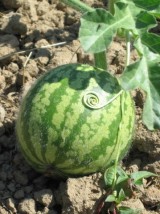 Pastèque mini tigrée Bio d'Espagne -le kg (sans pépins)