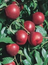 Nectarines blanches Bio de France -500g