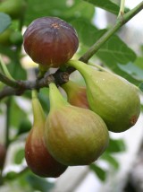 Figue soliès AOP Bio de France- 250g vrac
