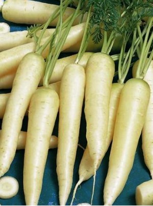 Carottes blanches lavées bio de France- 500g Carottes blanches lavées bio de France- 500g