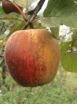Pomme Boskoop Bio d'Alsace France- 1kg (acidulée, à croquer ou cuire)