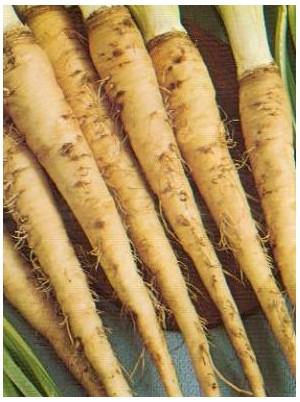 Salsifis Bio de Hollande - 500g Salsifis Bio de Hollande - 500g