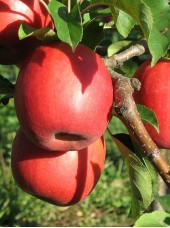 Pomme Gala Bio Allemagne-1 kg 