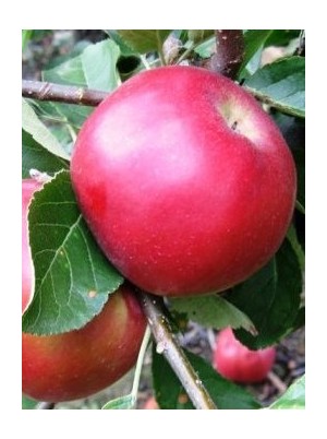 Mélange de Pommes à croquer Bio de France- 1kg Mélange de Pommes à croquer Bio de France- 1kg