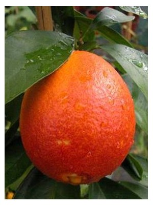 Orange feuilles Bio d'Italie- le kg (très bonnes)