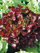 Feuille de Chêne rouge Bio de France -  la pièce