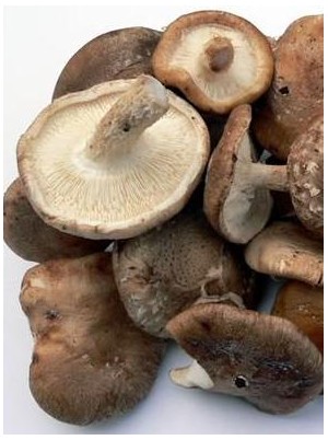 Champignon Shitake Bio d'Allemagne-150g Champignon Shitake Bio d'Allemagne-150g