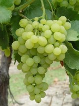 Raisin blanc exalta Bio France-500g (sans pépins)