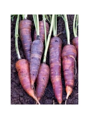 Carotte pourpre Bio Alsace France - 500g Carotte pourpre Bio Alsace France - 500g