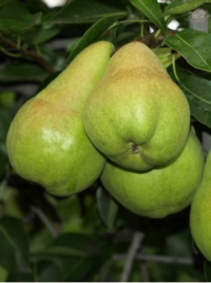 Poire Guyot Bio de Provence France- 500g Poire Guyot Bio de Provence France- 500g