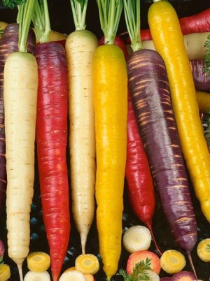 Mixte de carottes de couleur bio Moselle France-1kg Mixte de carottes de couleur bio Moselle France-1kg