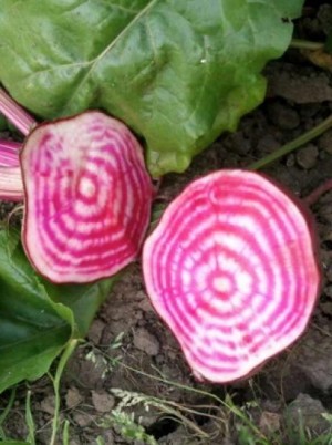 Betterave chioggia Bio de Moselle France-500g Betterave chioggia Bio de Moselle France-500g