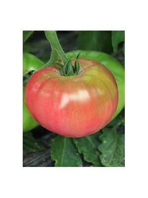 Tomate générose Bio de France- 500g  (douce et savoureuse)