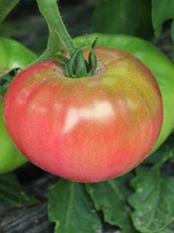 Tomate ronde charnue Bio de France -500g  (savoureuse)