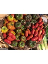 Tomates anciennes Bio d'Alsace-France