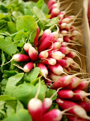 Botte de radis roses Bio de France-la pièce Botte de radis roses Bio de France-la pièce
