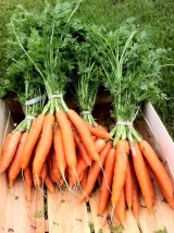 Botte de Carottes nouvelles Bio de Moselle