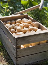 PDT Charlotte de France-1kg 