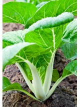 Blette côte Bio de France-500g