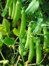 Petits Pois Bio Provence France-500g