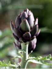 Artichaut Opal Bio Italie-500g ( env 2 pièces)