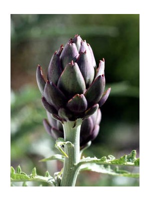 Artichaut Opal Bio Italie-500g ( env 2 pièces)