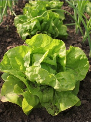 Laitue verte Bio de France-  la pi&egrave;ce
