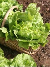 Scarole blanchie Bio de France -la pièce