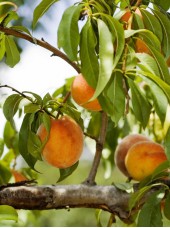 Nectarine jaune de Provence France -1kg (petit calibre)