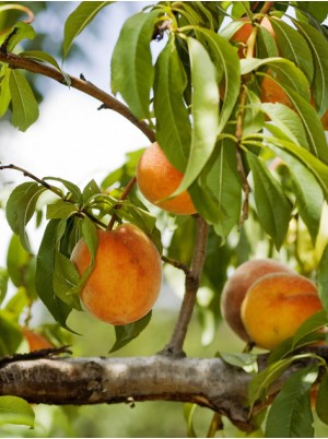 Nectarine jaune de Provence France -1kg (petit calibre)