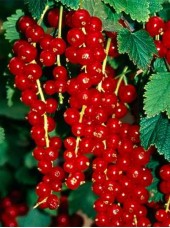 Groseille Bio France- 125g