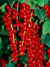Groseille Bio France- 125g