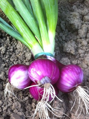 Botte d'oignons rouges Bio France- la pi&egrave;ce