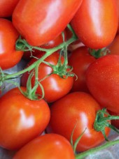 Tomates Roma Bio Alsace France-500g