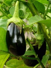 Aubergine noire Bio Espagne/Italie-500g