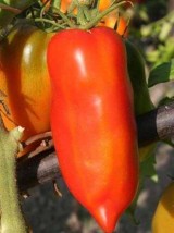 Tomate Andine Cornue Bio-Moselle 1kg